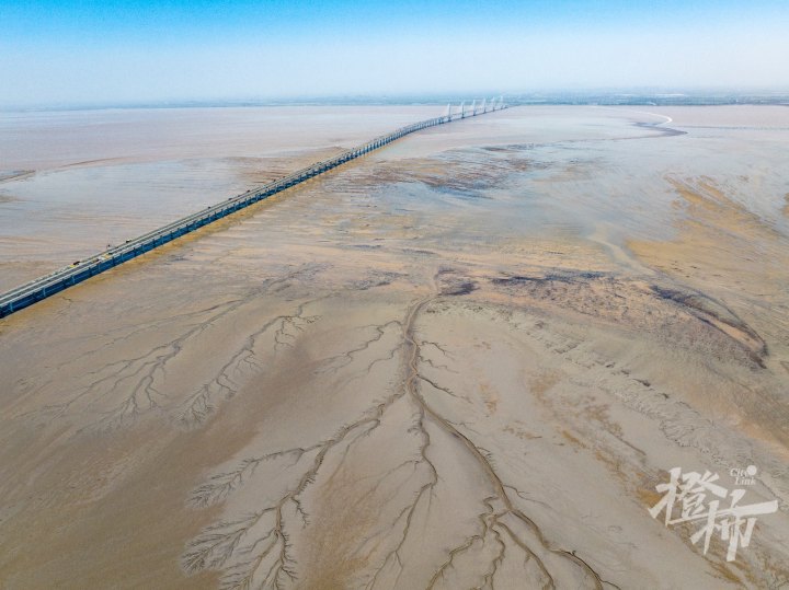 钱塘江“大地之树”再现