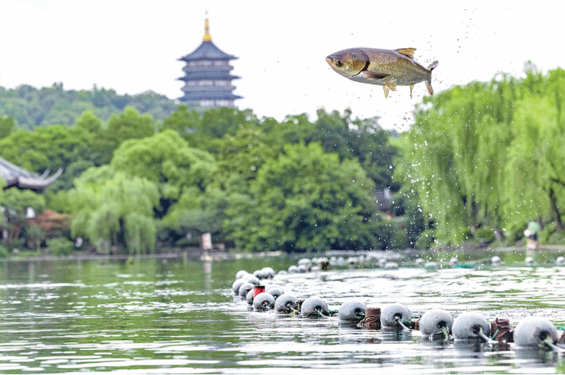 又到一年“鱼跃龙门”时